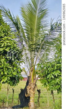 Young Coconut Palm Tree Growing in Green Agricultural Field Young Coconut Palm Tree Growing in Green Agricultural Field 140962085