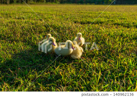 Cute small yellow ducklings playing together on the fresh green grass field. Cute small yellow ducklings playing together on the fresh green grass field. 140962136