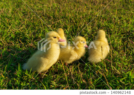 Cute small yellow ducklings playing together on the fresh green grass field. 140962148