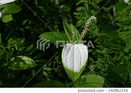 Summer flowers and leaves in a home garden Summer flowers and leaves in a home garden 140962248