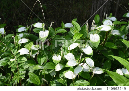 Summer flowers and leaves in a home garden Summer flowers and leaves in a home garden 140962249