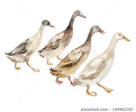 Ducks watercolor illustration group isolated on white background 140962285