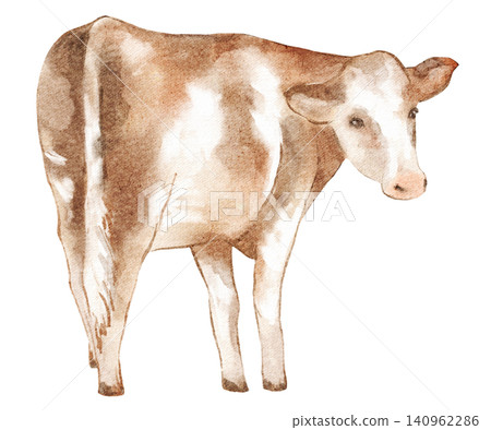 Cow watercolor illustration brown cow isolated white background Cow watercolor illustration brown cow isolated white background 140962286