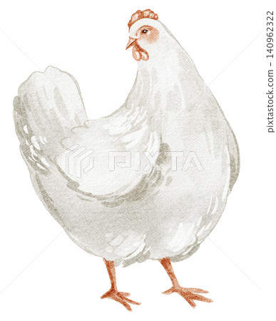 Chicken watercolor illustration white hen isolated on background 140962322