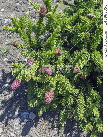 Young Purple Cones of Dwarf Norway Spruce Young Purple Cones of Dwarf Norway Spruce 140962350