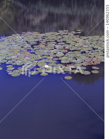 Floating Leaves of White Water Lily on Garden Pond Floating Leaves of White Water Lily on Garden Pond 140962355