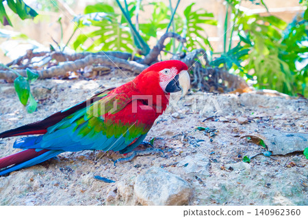 Colorful macaw parrot with vibrant red, blue, and green feathers perched on rocky ground surrounded by tropical foliage in a natural setting Colorful macaw parrot with vibrant red, blue, and green feathers perched on rocky ground surrounded by tropical foliage in a natural setting 140962360