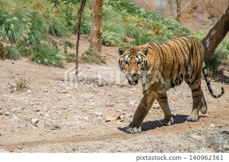 Bengal tiger walking through a natural habitat with dry ground and sparse vegetation under a clear blue sky Bengal tiger walking through a natural habitat with dry ground and sparse vegetation under a clear blue sky 140962361