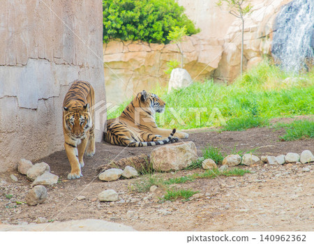 Two tigers resting and walking near a rocky wall in a natural habitat setting with greenery and a waterfall in the background Two tigers resting and walking near a rocky wall in a natural habitat setting with greenery and a waterfall in the background 140962362
