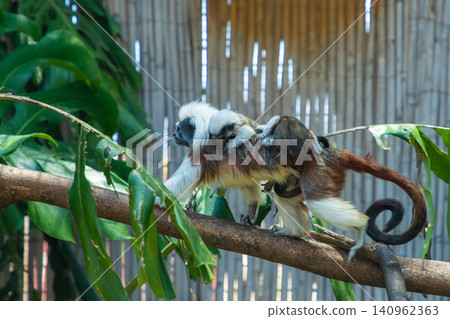 Two marmosets climbing on a branch surrounded by lush green leaves in a natural habitat setting Two marmosets climbing on a branch surrounded by lush green leaves in a natural habitat setting 140962363