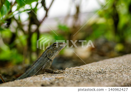 Close Up of a Lizard in its Natural Habitat on a Rock Surface Close Up of a Lizard in its Natural Habitat on a Rock Surface 140962427