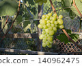 Green grapes hanging on vines in sunlight, suitable for harvest marketing, vineyard content, and organic visuals 140962475