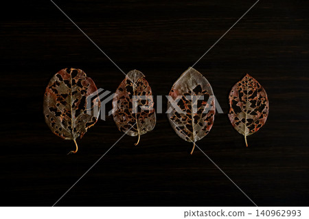 A flat lay of four insect-eaten withered leaves against a black wood grain background. A flat lay of four insect-eaten withered leaves against a black wood grain background. 140962993