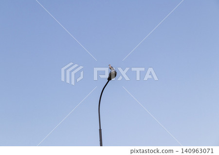 Solitary wild seagull bird perched on top of a curved metal street lantern post against a clear blue sky. Solitary wild seagull bird perched on top of a curved metal street lantern post against a clear blue sky. 140963071