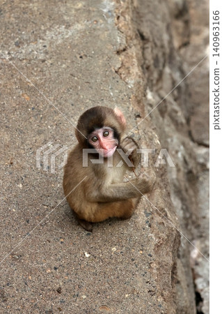一隻日本獼猴寶寶嘴裡叼著一根樹枝，直視鏡頭。 140963166