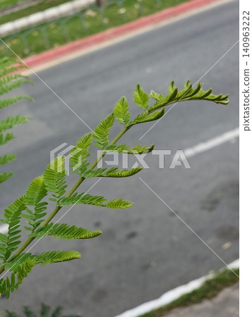 Fresh Green Jacaranda Leaves on Ornamental Tree Fresh Green Jacaranda Leaves on Ornamental Tree 140963222