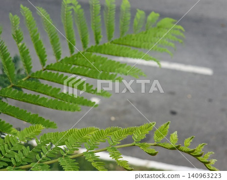 Leafy Branch of Blue Jacaranda Tree Leafy Branch of Blue Jacaranda Tree 140963223
