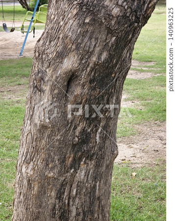 Rough Bark Texture of Blue Jacaranda Tree 140963225