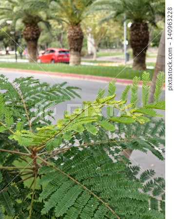 Delicate Bipinnate Leaves of Blue Jacaranda Delicate Bipinnate Leaves of Blue Jacaranda 140963228
