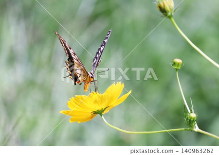 蝴蝶棲息在黃色的波斯菊上 蝴蝶棲息在黃色的波斯菊上 140963262