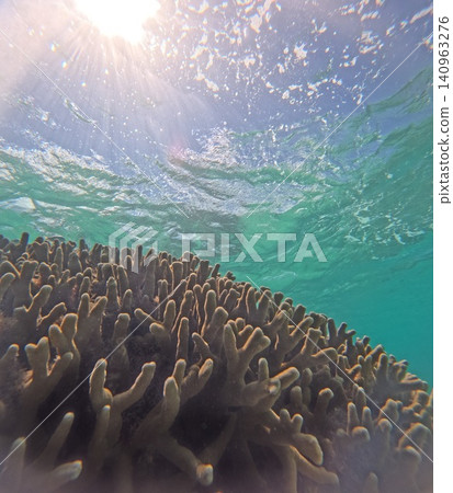 熱帶海洋中展現的水下景象 熱帶海洋中展現的水下景象 140963276
