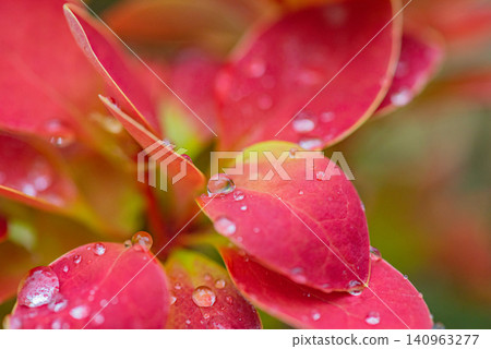 Red barberry plant with water drops on a blurred background. Beautiful background plant. 140963277