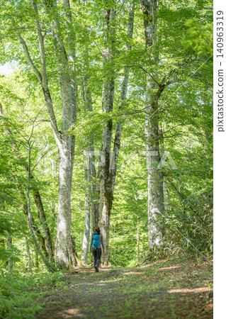 Beech forest in Okusobana Nature Park, Shinshu Kinasato 140963319