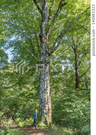 The large beech tree in Okusobana Nature Park, Shinshu Kinasato The large beech tree in Okusobana Nature Park, Shinshu Kinasato 140963323