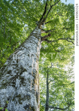 The large beech tree in Okusobana Nature Park, Shinshu Kinasato 140963324