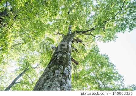 The large beech tree in Okusobana Nature Park, Shinshu Kinasato The large beech tree in Okusobana Nature Park, Shinshu Kinasato 140963325