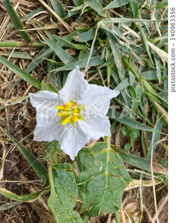 White Flower of Sticky Nightshade Close Up White Flower of Sticky Nightshade Close Up 140963356