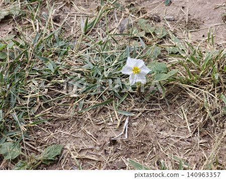Spiny Sticky Nightshade Growing Naturally Spiny Sticky Nightshade Growing Naturally 140963357