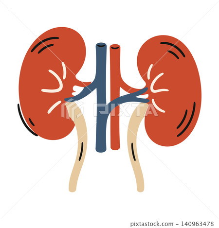 Human kidney anatomy illustration in modern flat vector style for medical education and healthcare 140963478