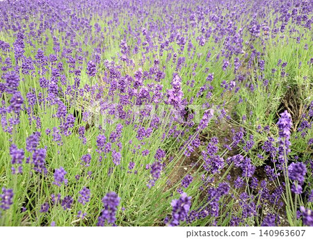 Natural background image of a field of purple lavender in full bloom. Natural background image of a field of purple lavender in full bloom. 140963607