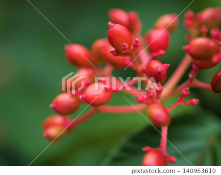 The bright red berries of the Viburnum plicatum that ripened in June. The bright red berries of the Viburnum plicatum that ripened in June. 140963610