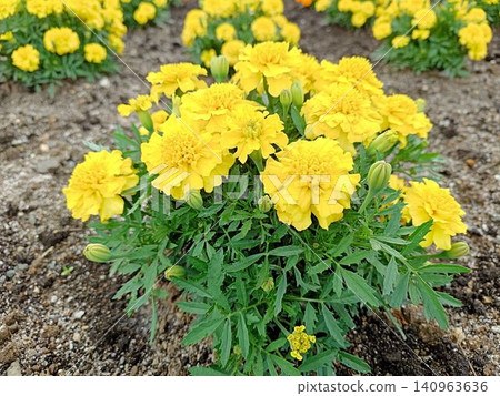 Close-up of yellow marigolds blooming in a flowerbed. Close-up of yellow marigolds blooming in a flowerbed. 140963636