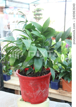 Nagi Podocarpus, Podocarpus nagi leaf, decorative houseplant Nagi Podocarpus, Podocarpus nagi leaf, decorative houseplant 140963640