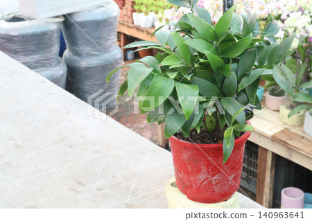 Nagi Podocarpus, Podocarpus nagi leaf, decorative houseplant Nagi Podocarpus, Podocarpus nagi leaf, decorative houseplant 140963641