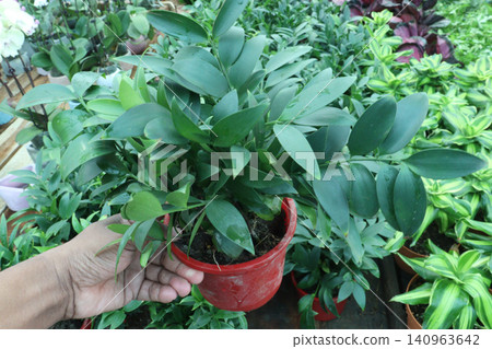 Nagi Podocarpus, Podocarpus nagi leaf, decorative houseplant Nagi Podocarpus, Podocarpus nagi leaf, decorative houseplant 140963642
