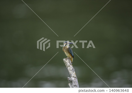 在水邊的金魚 140963648