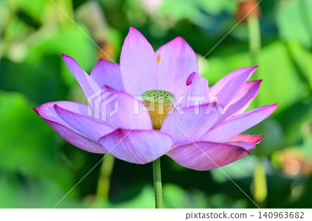 A beautiful lotus flower A beautiful lotus flower 140963682