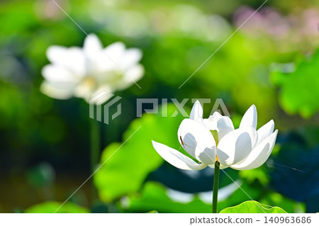 White Lotus Flower White Lotus Flower 140963686