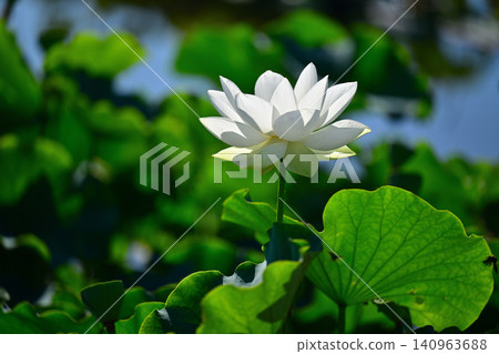 White Lotus Flower White Lotus Flower 140963688