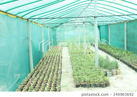 nursery place where plants are grown for sell nursery place where plants are grown for sell 140963692
