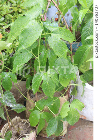 Passion fruit plant on farm for sell Passion fruit plant on farm for sell 140963737
