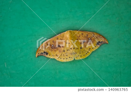 turmeric turmeric 140963765
