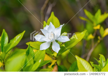 潔白的梔子花在翠綠的葉片間競相綻放。 潔白的梔子花在翠綠的葉片間競相綻放。 140963772