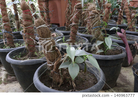 Philodendron hastatum, Philodendron Silver Sword plant on farm Philodendron hastatum, Philodendron Silver Sword plant on farm 140963777
