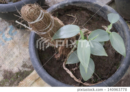 Philodendron hastatum, Philodendron Silver Sword plant on farm Philodendron hastatum, Philodendron Silver Sword plant on farm 140963778