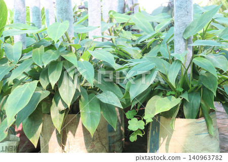 Philodendron hastatum, Philodendron Silver Sword plant on farm 140963782